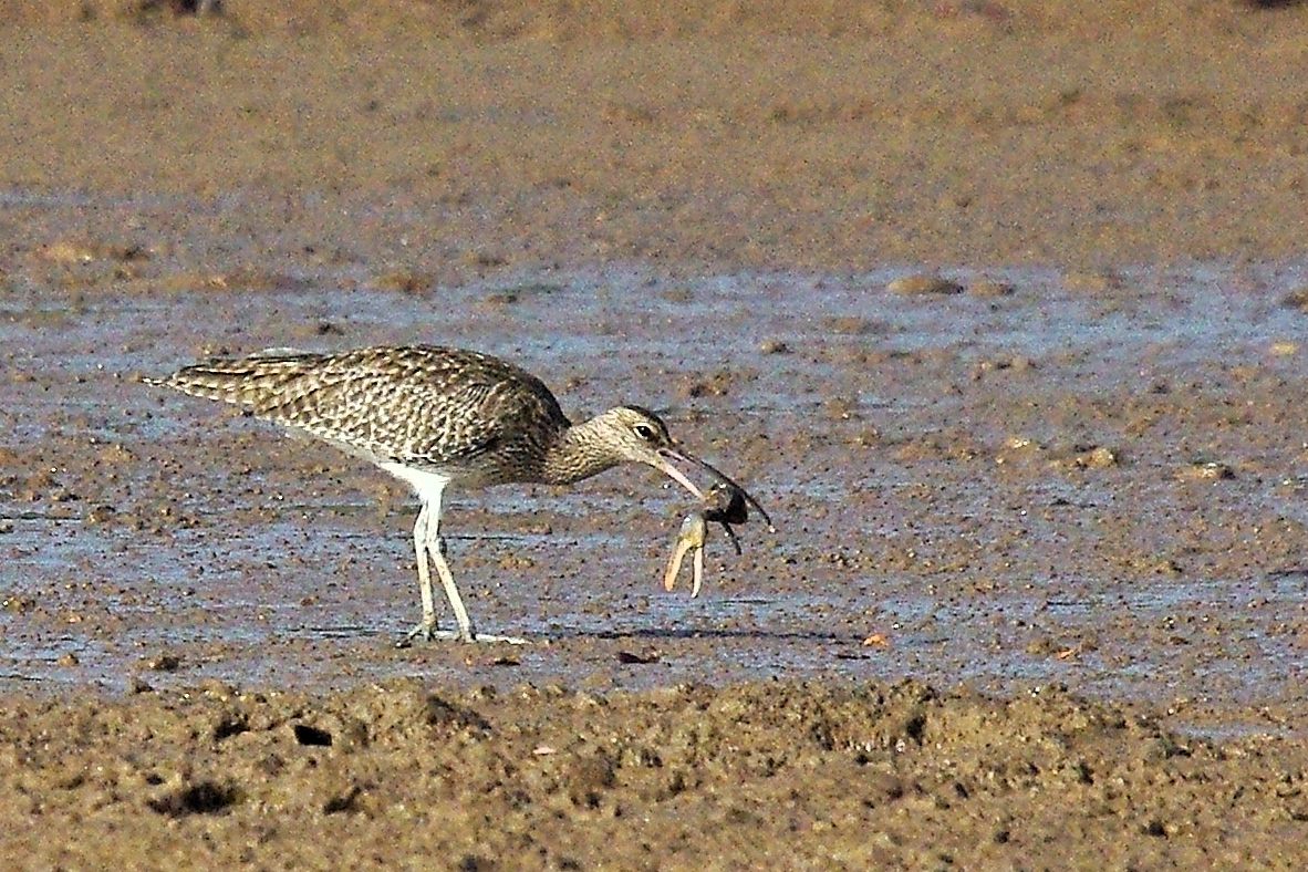 Courlis Corlieu (Whimbrel, Numenius Phaeopus), adulte essayant d'avaler un crabe violoniste (Uca pugilator), Lagune de la Somone, Sénégal. 